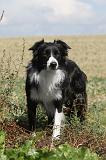 BORDER COLLIE 060